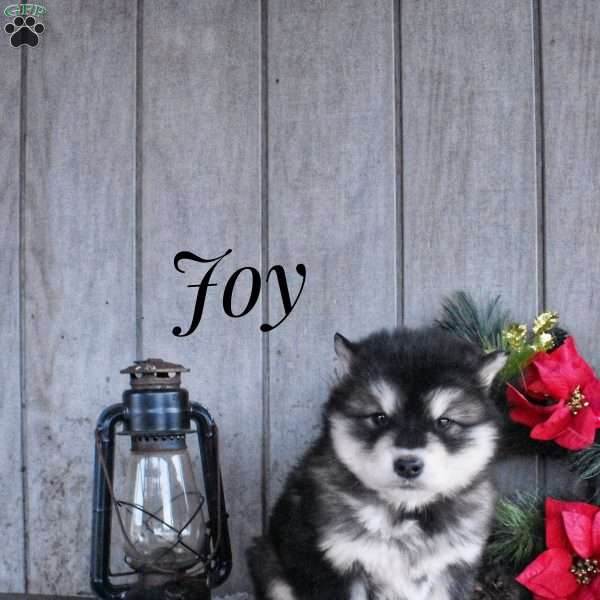 Joy, Alaskan Malamute Puppy